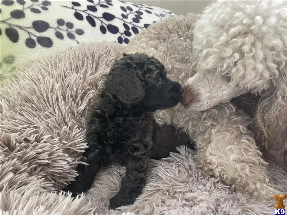 Poodle puppy for sale